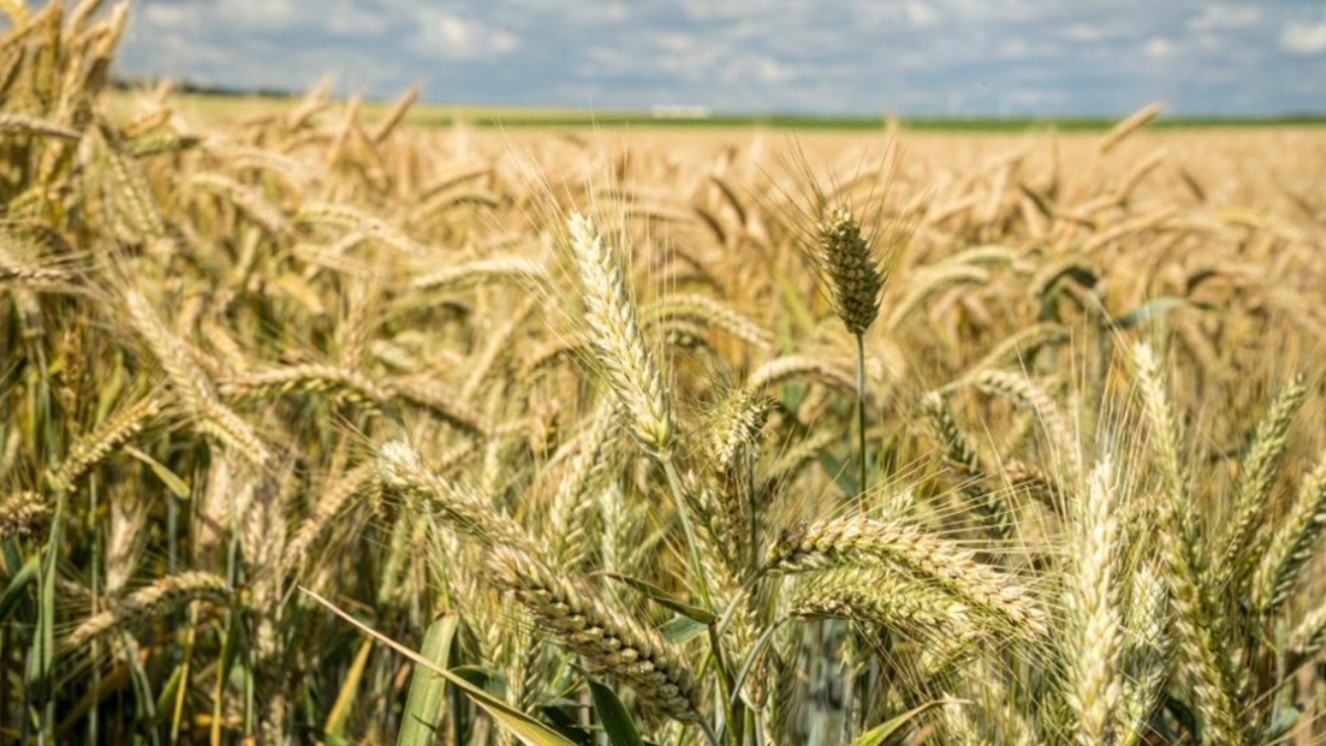 PNN-67 Complete Guide to Wheat Farming: From Sowing to Harvest in Simple Steps